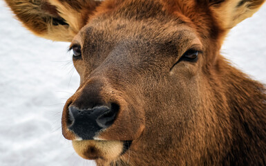 Fototapeta premium Porteret of red European deer in close-up against the background of snow.