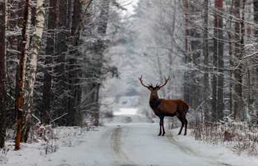 Red deer stands on  forest road during snowfall and fog.
