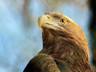 Head of the golden eagle bird of prey is a close-up view from below.