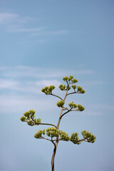 Tropical plant on the sky.