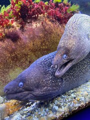 Mur&egrave;nes en aquarium 