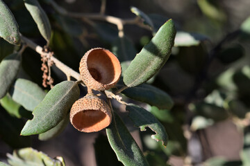 Acorns on the branches of an oak in Andalusia (Spain)