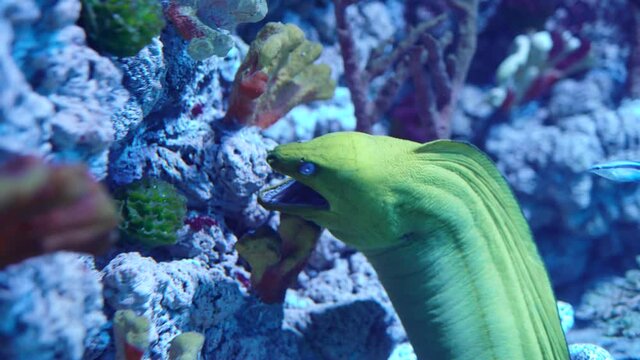 Green moray eel from the genus of ray-finned fish