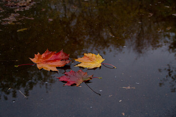 autumn leaves on water