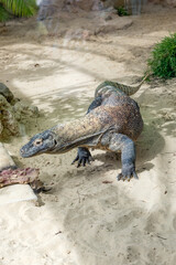 Komodo Dragon, the largest lizard in the world