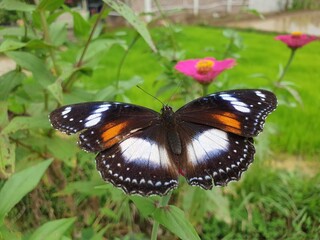 butterfly on a flower
