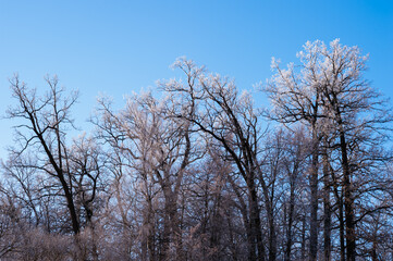 Oak grove with the tops of branches covered with frost on a clear frosty day. Background