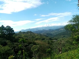 forest in the mountains