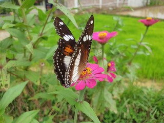 butterfly on flower