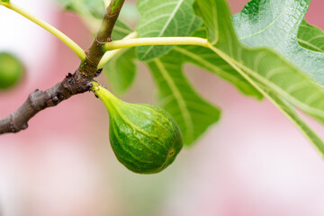 a fig hanging from the branch