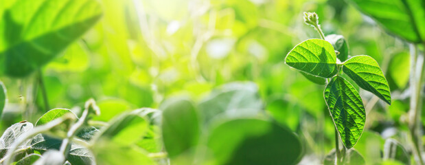 Young shoot of a growing soy plants with buds stretches towards the sun against the background of...