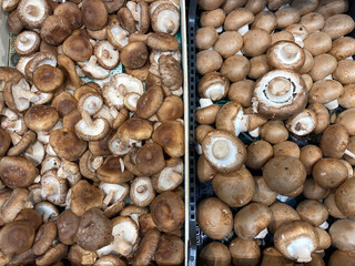 Fresh organic shiitake and portobello mushrooms in the grocery store. Gourmet food. Lentinula edodes and Agaricus bisporus