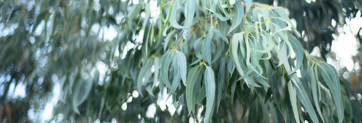 Eucalyptus. Leaves are defocused. Blurred vegetal trending backgrounds.