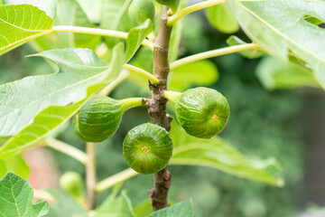 Obraz premium some figs hanging from their tree