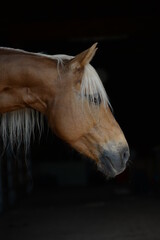 Schönes Pferd im Portrait