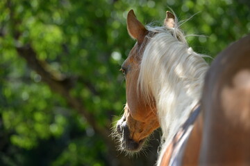 Schönes Pferd im Portrait
