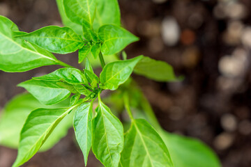 detail of chili pepper seedling