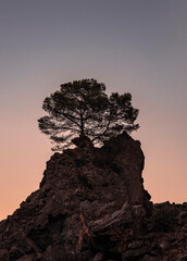 Tree silhouette at sunset