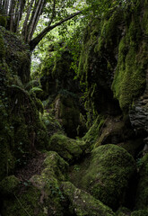 Rainforests of Galicia