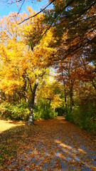Parkweg im goldenen Herbst