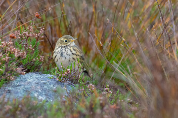 Meadow pipit (Anthus pratensis) perches on a rock in the grass, Cairngorms, Scotland