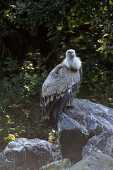 vautour
