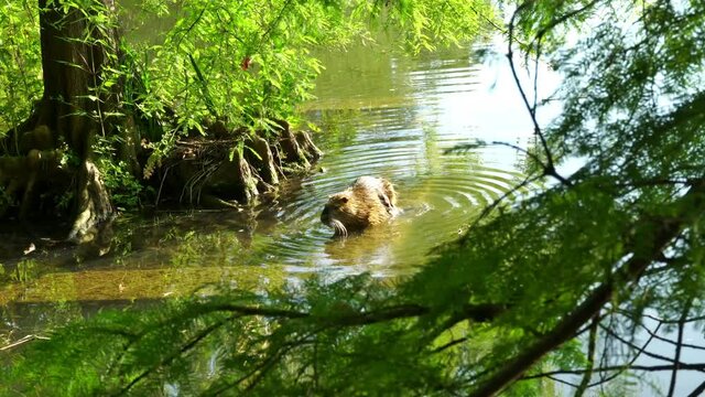 Swimming beaver in water in summer under trees