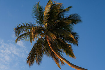 Fototapeta na wymiar Un cocotier sur la plage de Kribi au Cameroun