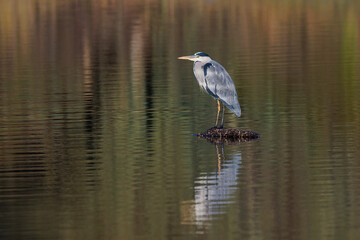 Grey Heron in its natural environment.