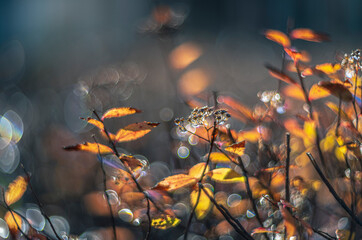 shiny light on the shrub / vintage lens rendering