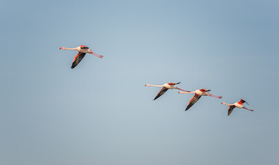 Flamingos in flight. Flying flamingos over the water of Lake. Burgas. Bulgaria.