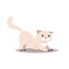 pet cat on white background vector illustration