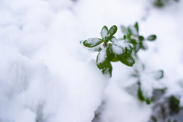 Green cowberry plant growing in snow. Evergreen cowberry during winter.