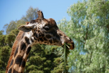 close up of a giraffe eating leaves