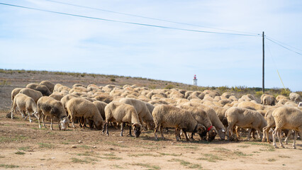 A flock of sheep in Portugal. Form of sheep on clay pasture.