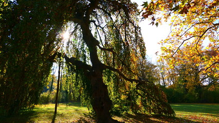 Sonnendurchfluteter Baum in der Abensonne