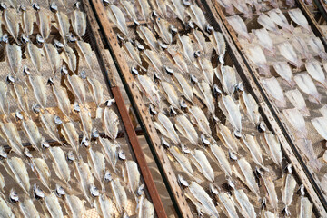 Mesh with dried fish on the beach in Nazare, Portugal. Dried salt fish on the steel mesh