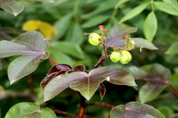 common flowering plant in india