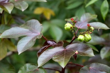 common flowering plant in india