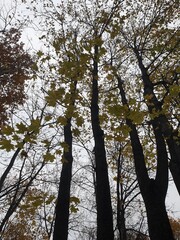 trees and sky