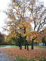 autumn in the park