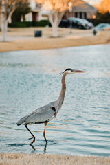 Blue Heron walking in water of a neighborhood pond with a fountain running in the background