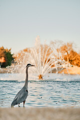 Fototapeta premium Blue Heron walking in the water of a neighborhood pond with a fountain running in the background
