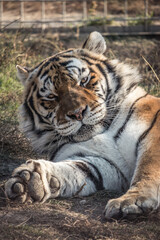 Close up portrait of a Siberian tiger lying  in a big cat sanctuary in Slovakia
