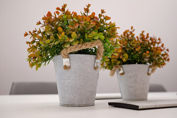 Small plastic plant  a white flower pot on the table in the office