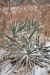 yucca plant covered in snow with dry prairie grass in the background