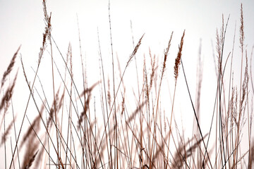 Light grass, close-up, natural color.