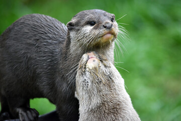 Asian Short Clawed Otters Couple Being Affectionate against green natural background