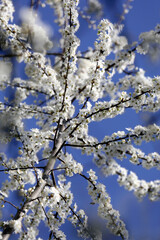 Flowering branches, white flowers and blue sky in spring, close-up. 