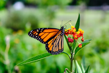 Obraz na płótnie Canvas Monarch Butterfly feeding on flowers of a milkweed